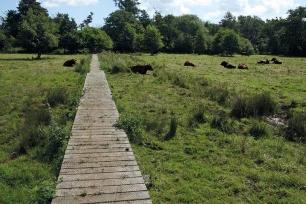 This region can be broadly divided into three types of landscape – coast, estuary and heathland, or Sandlings, as they are locally known