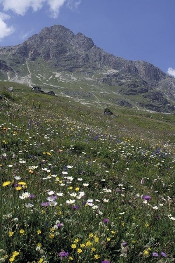 Gorgeous Alpine flowers along the route