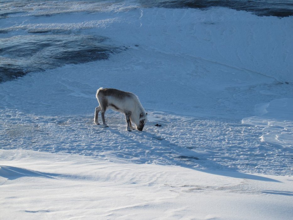 This can hardly be called ‘grazing’… Reindeer must scrape off snow and ice with their hooves