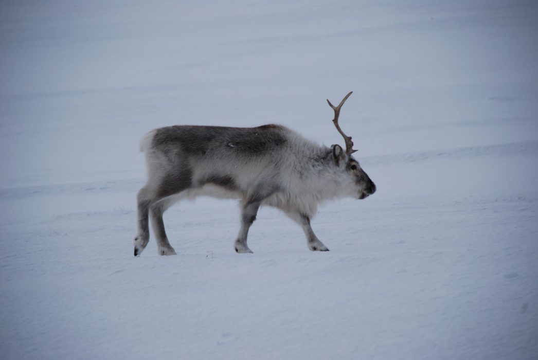 If you would think of the Polar Regions as bland/ monochrome environments, think again! The entire colour spectrum is available and wildlife is around. Just incredible how they can survive!