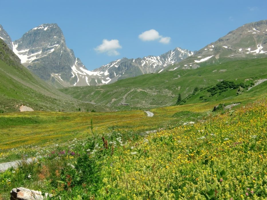 Flower-filled meadows of Val Tuoi