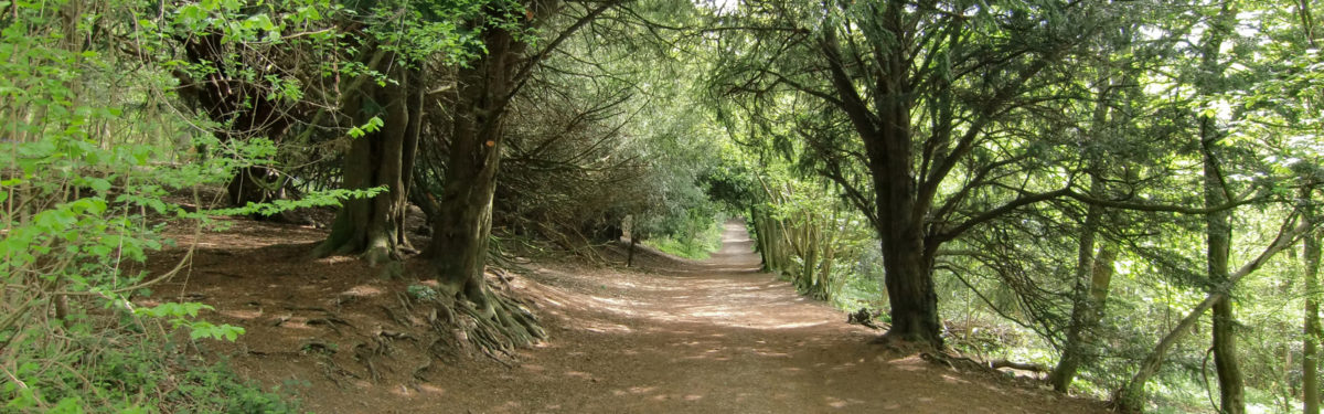 North Downs Way Trosley Country Park