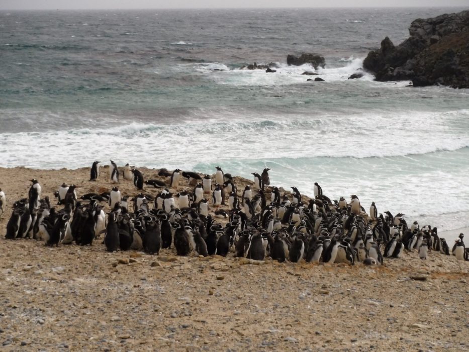 Magellanic Penguin Colony On Pebble Island