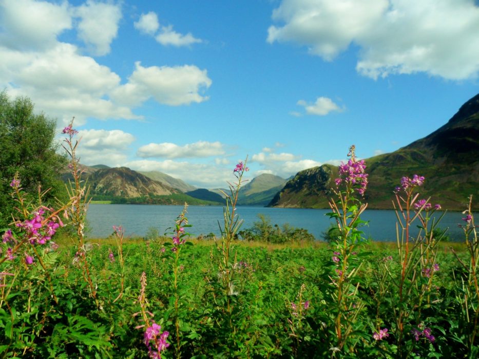08 Rosebay Willowherb Flowers At Ennerdale