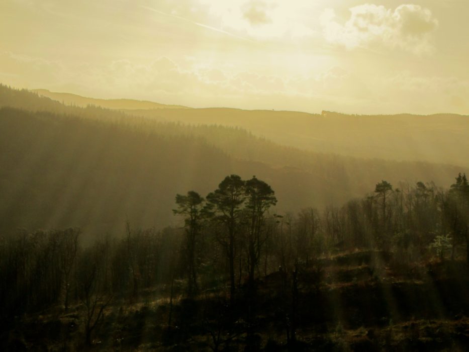 12 Morning Light In Grizedale Forest
