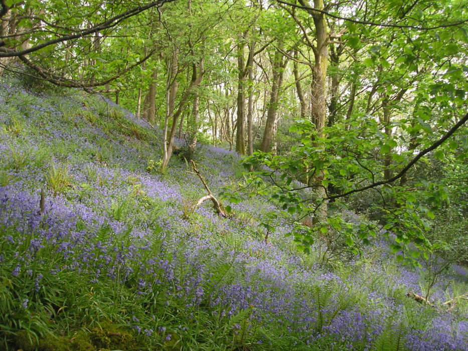 15 Bluebells In Flass Wood Near Penny Bridge