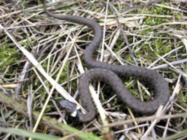 Grass Snake Walking In London
