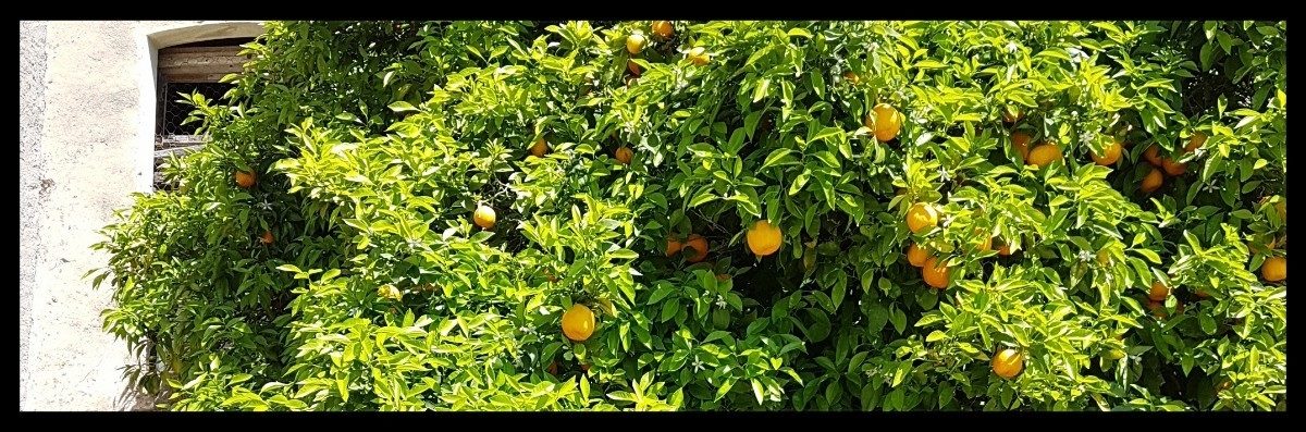 Day 2 Orange Trees At Llampaies