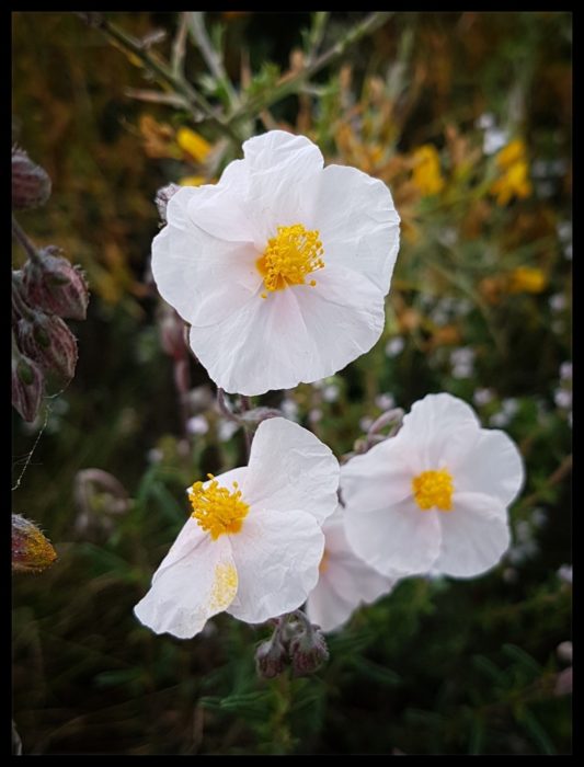Day 9 A Cistus In Full Bloom