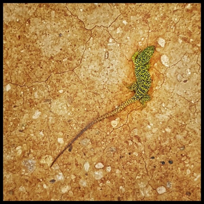 Day 31 An Iberian Emerald Lizard On The Navarra Plain