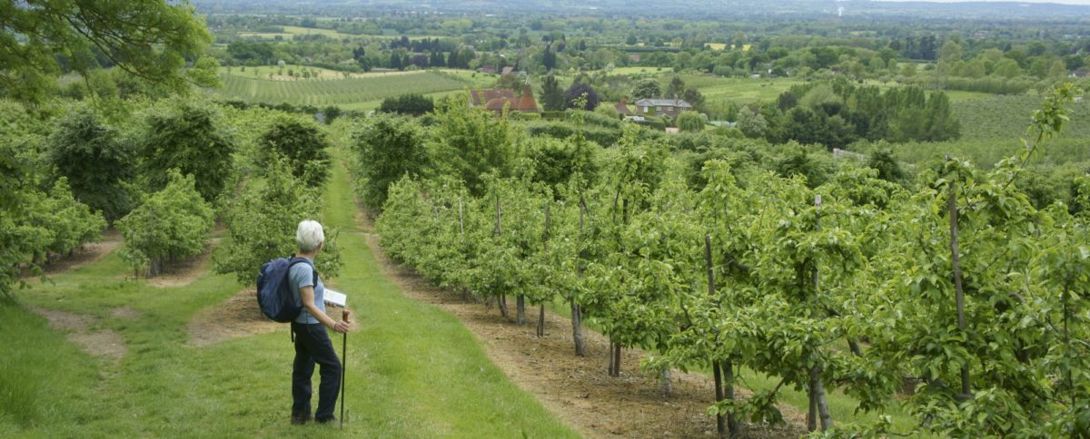 Orchard Country Above Yalding In The Greensand Hills