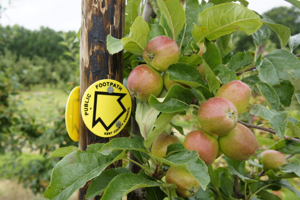 Footpaths Lead Through Orchards In The Garden Of England