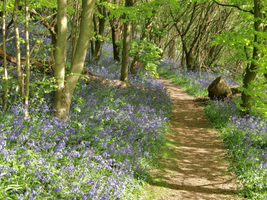 Many Walks Lead Through Bluebell Woods