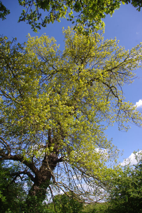 Black Poplar Dagenham