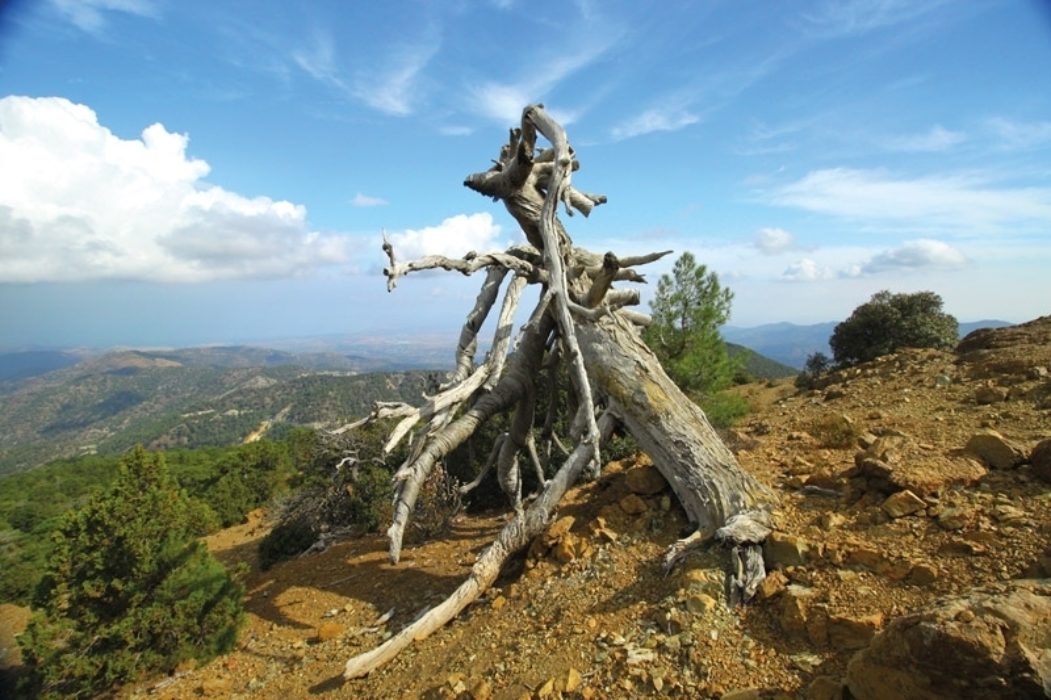 837 Sp6 Walking in Cyprus