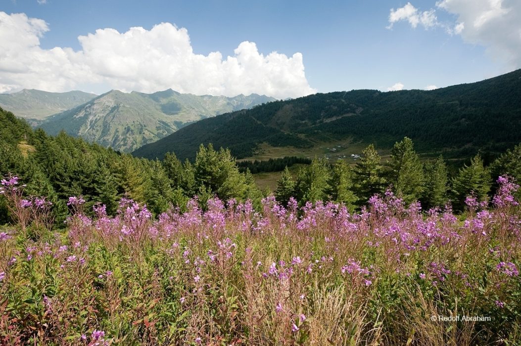 Peaks Of The Balkans Wildflowers Between Ceremi And Doberdol Albania Rudolf Abraham