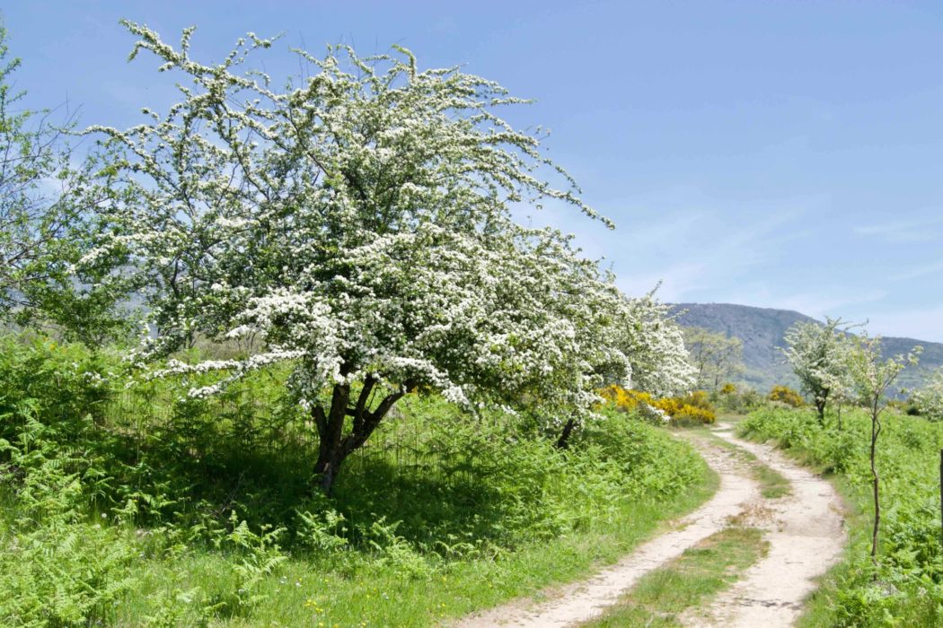 5 The Trees In Flower