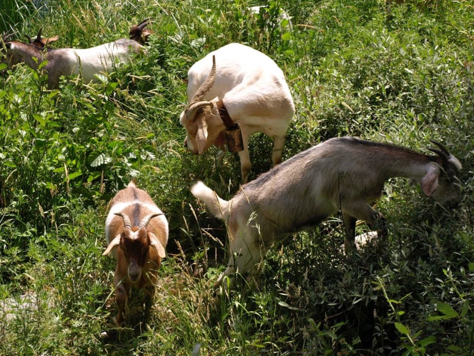 8 The Goats