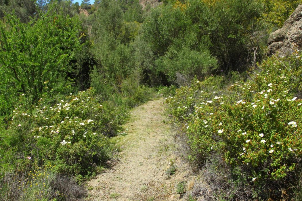 Rock Roses Lined Path