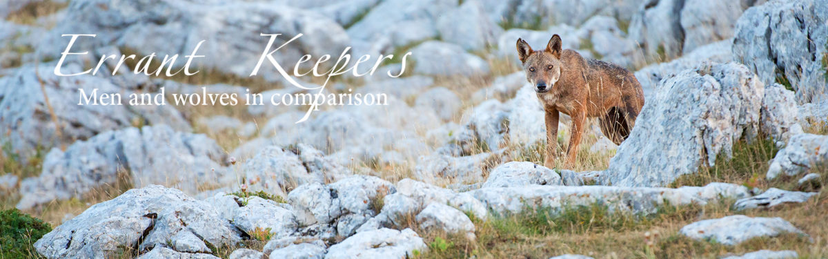 Errant keepers. Men and wolves in comparison