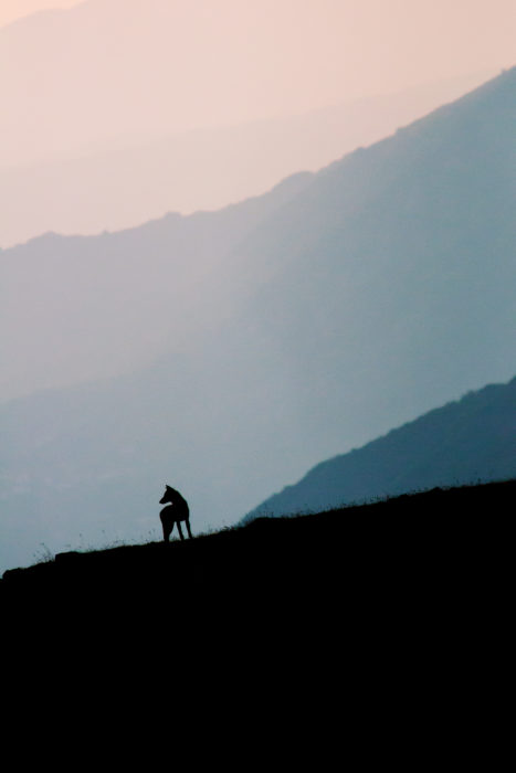 Silhouette of the wolf painted by the sunset sky - cover of the book “Errant keepers. Men and wolves in comparison"