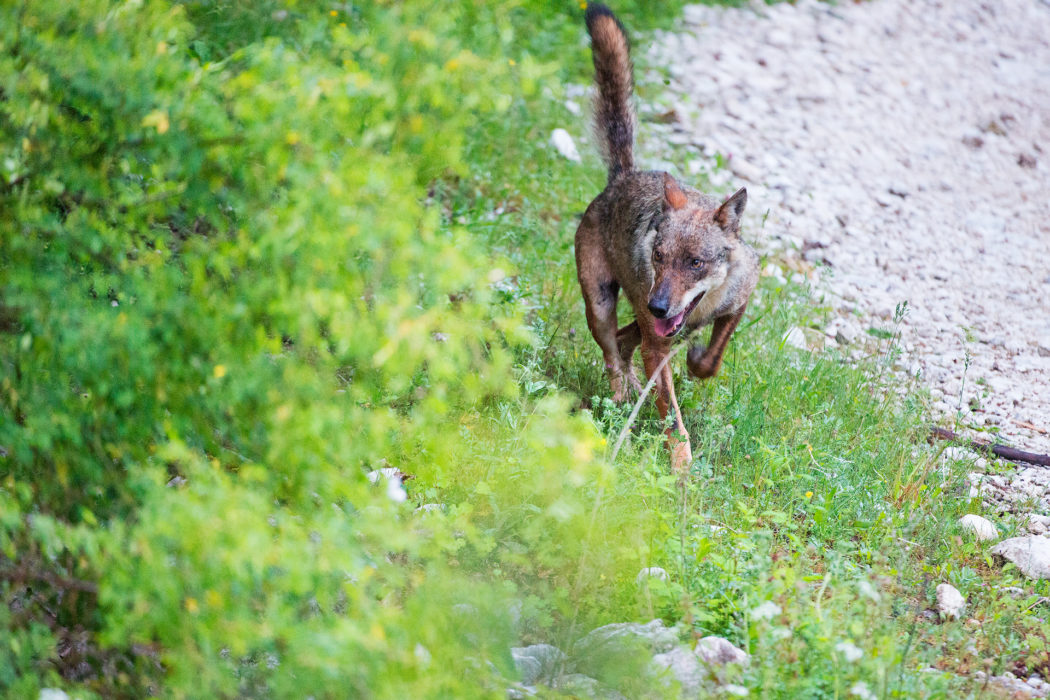 A wolf (Canis lupus italicus) comes out of the woods