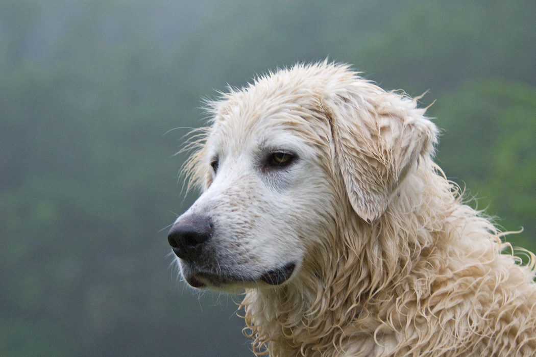 Portrait of the Maremmano Abruzzi sheepdog, one of the key keys to allow coexistence between wolf and man