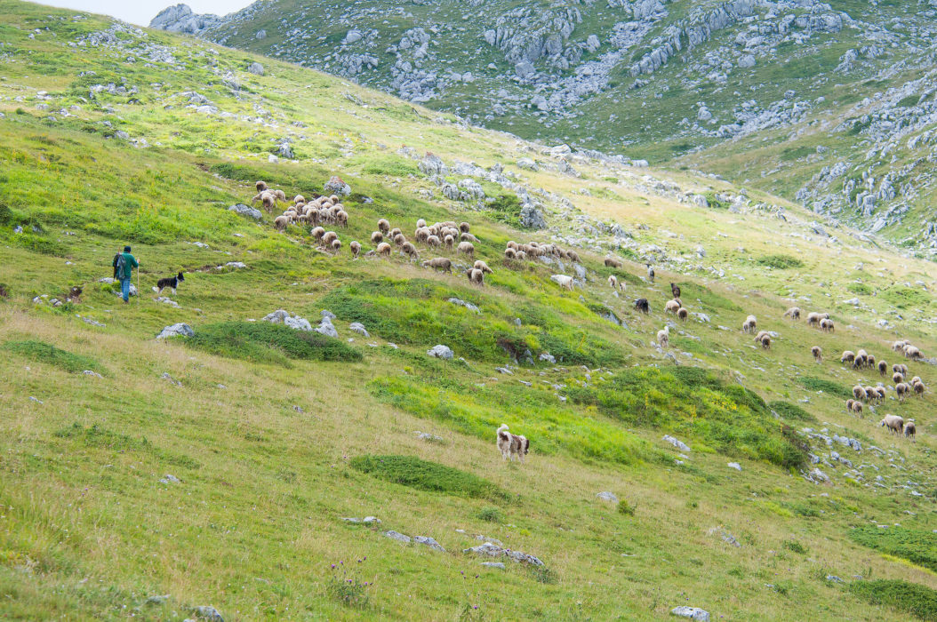 Sandro pick up a stick, an umbrella and a lunch box and leave with their sheep