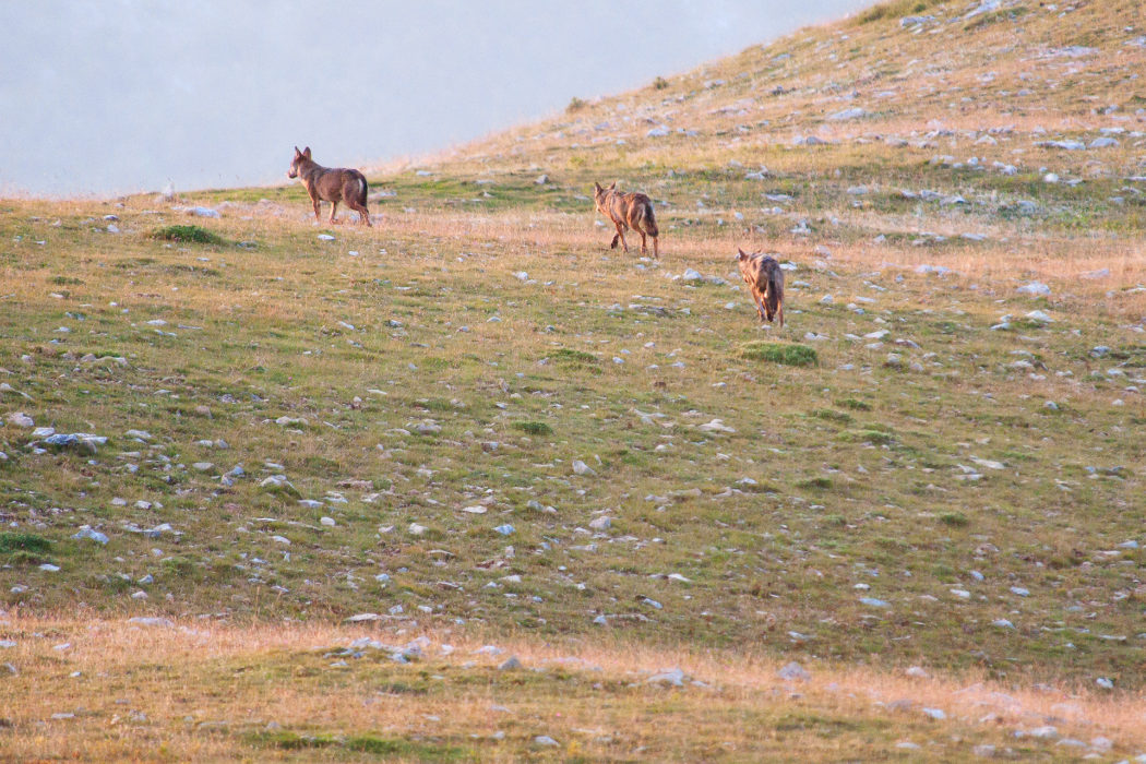 Some wolves try to get close to the point where the sheep was killed, but twice the Maremmano-Abruzzese Sheepdog manages to send them away until they decide to definitely retire