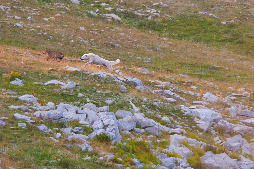 Some wolves try to get close to the point where the sheep was killed, but twice the Sheepdog manages to send them away