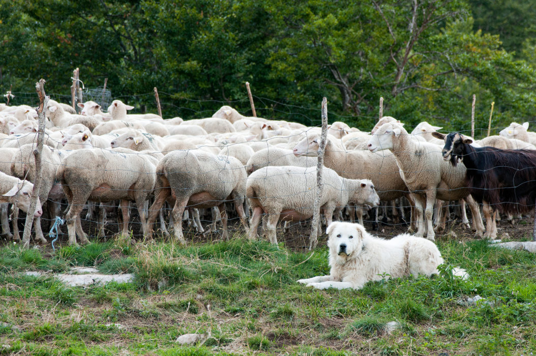 The Maremmano-Abruzzese Sheepdog defends and monitors the herd