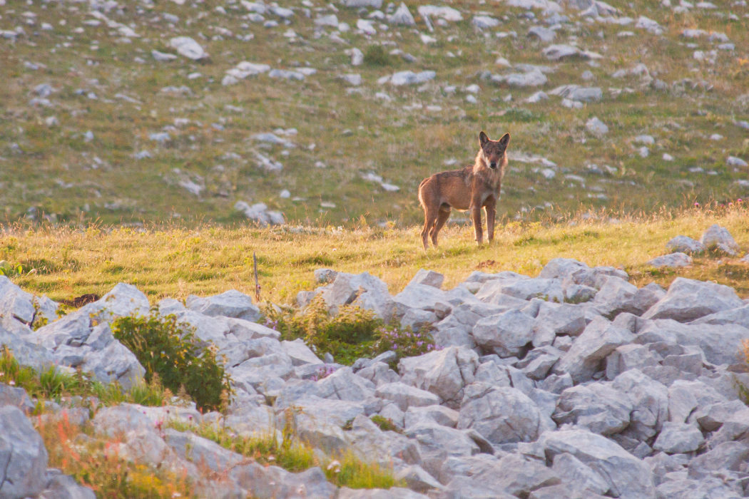 The alpha male of the wolf pack looks in my direction