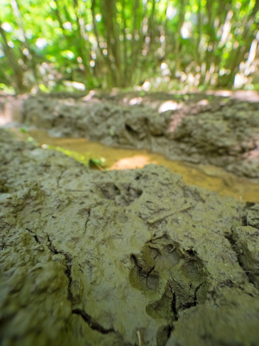 The wolf’s track